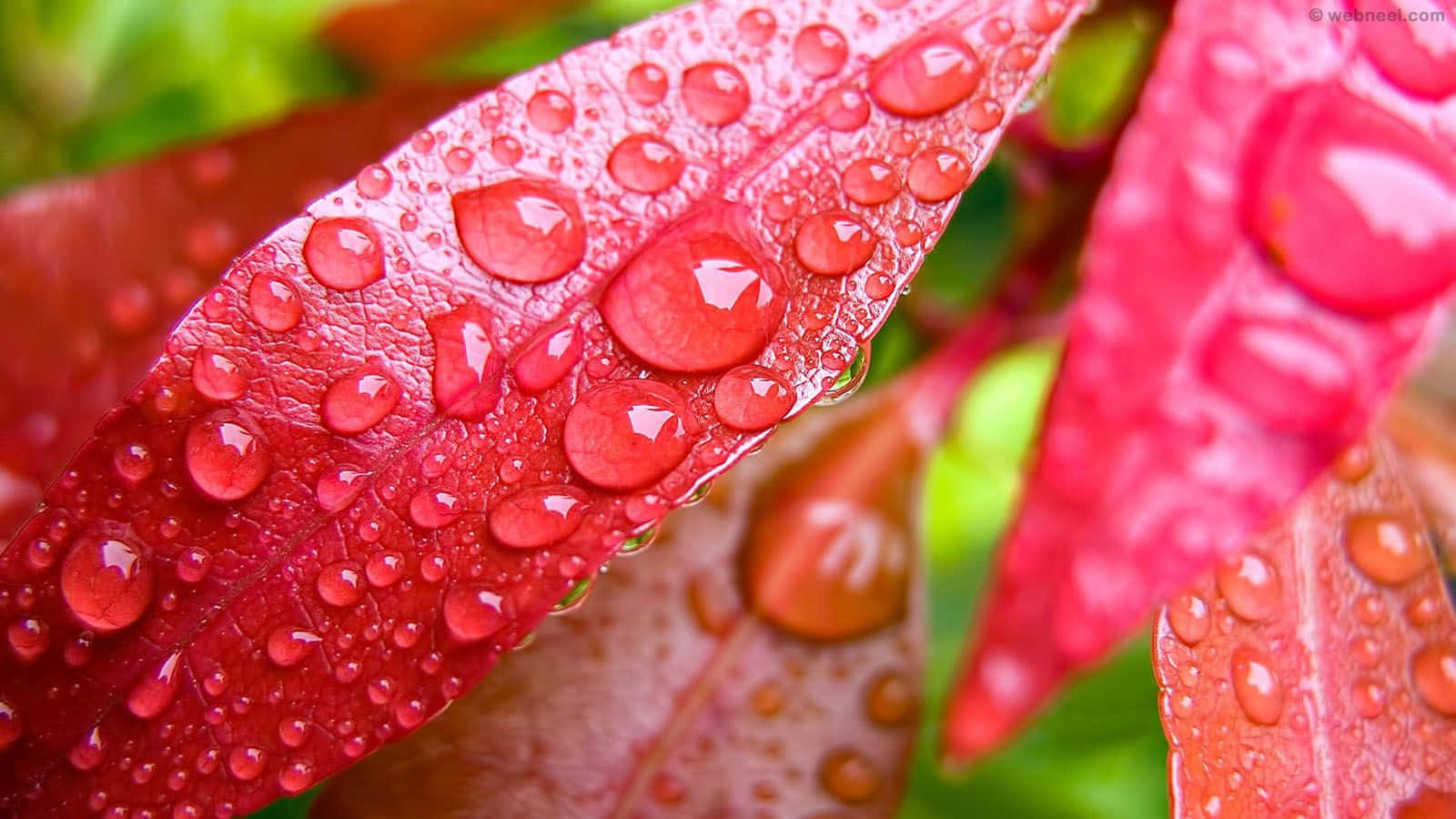 Raindrops on leave, rainy Desktop wallpaper HD image